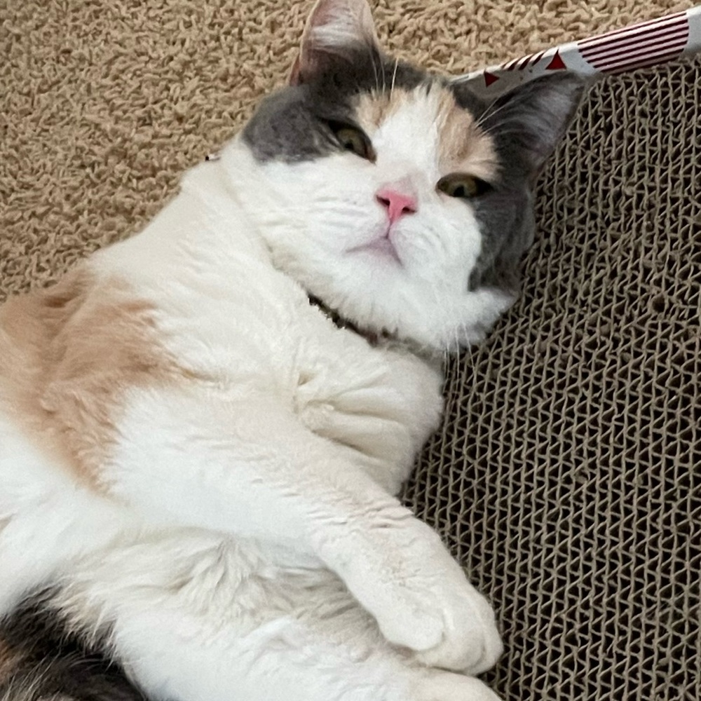 Meet your Posher, Angie